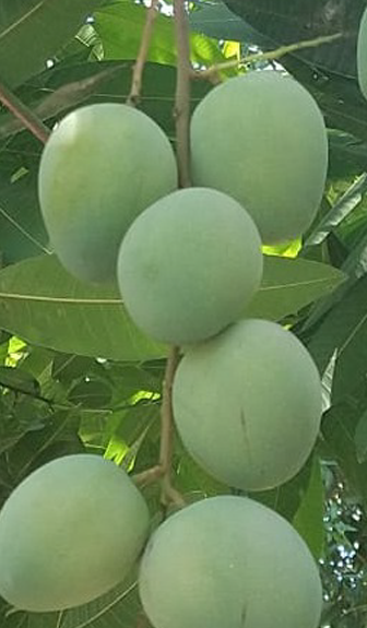Baby Sugar Mango Fruit