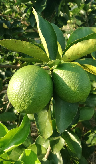 Tahiti Lemon